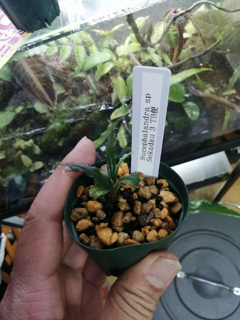Bucephalandra sp. Sekadau 3 TB - メルカリ