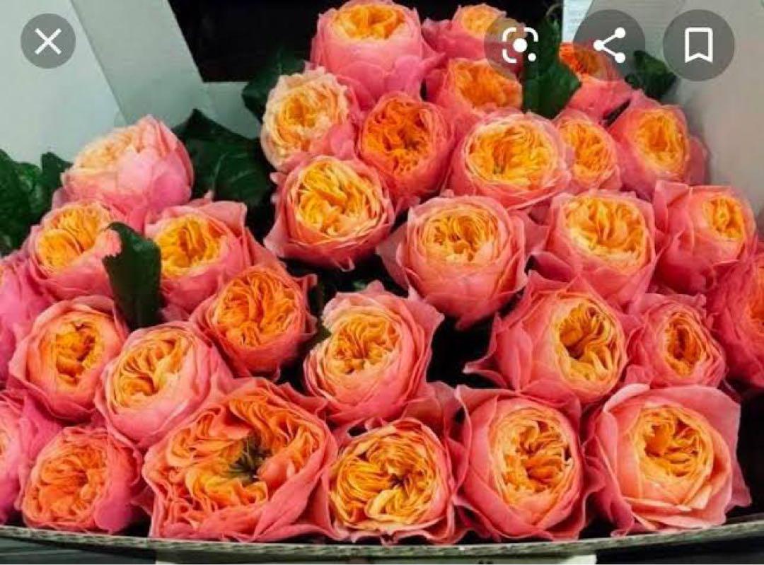 切り花品種バラ苗　レア　VICTORIAN RE♡ Rose 切り花品種バラ苗 レア VICTORIAN RE♡ Rose 花