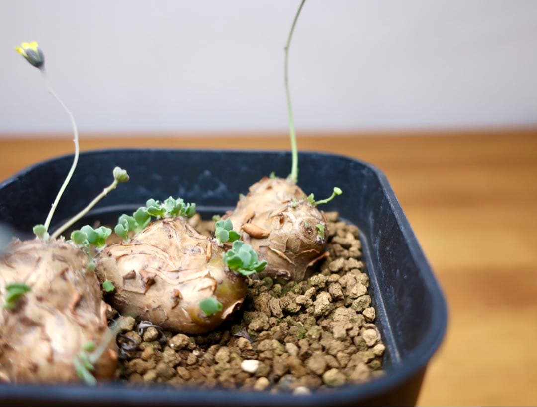 実生4年目 3個セットやや傷や汚れあり