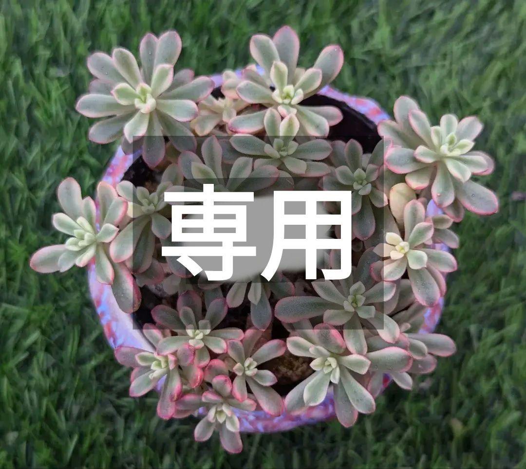 288.ジョイスタロック錦　複数植え　全部抜き苗　多肉植物