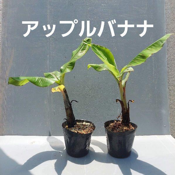 品質のいい アップルバナナ 2鉢セット メルカリ - フルーツ・果実