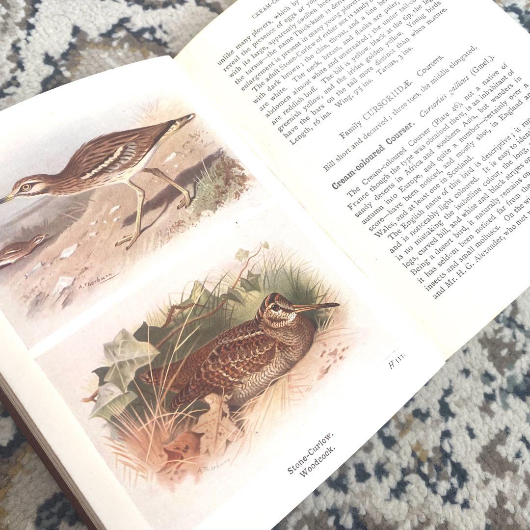 イギリスのヴィンテージ鳥図鑑 1960年代 鳥の図鑑 古書➂