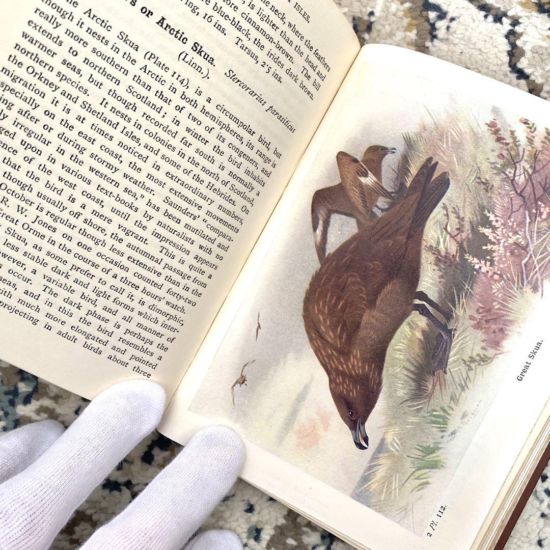 イギリスのヴィンテージ鳥図鑑 1960年代 鳥の図鑑 古書➂