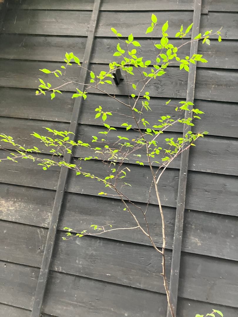 教育 70 山採り アカシデ