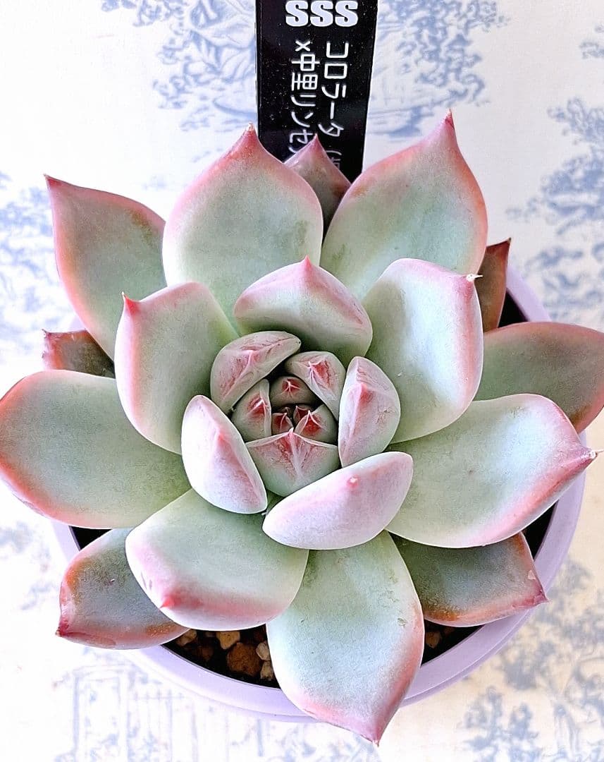 SSSさん苗コロラータ 堀川