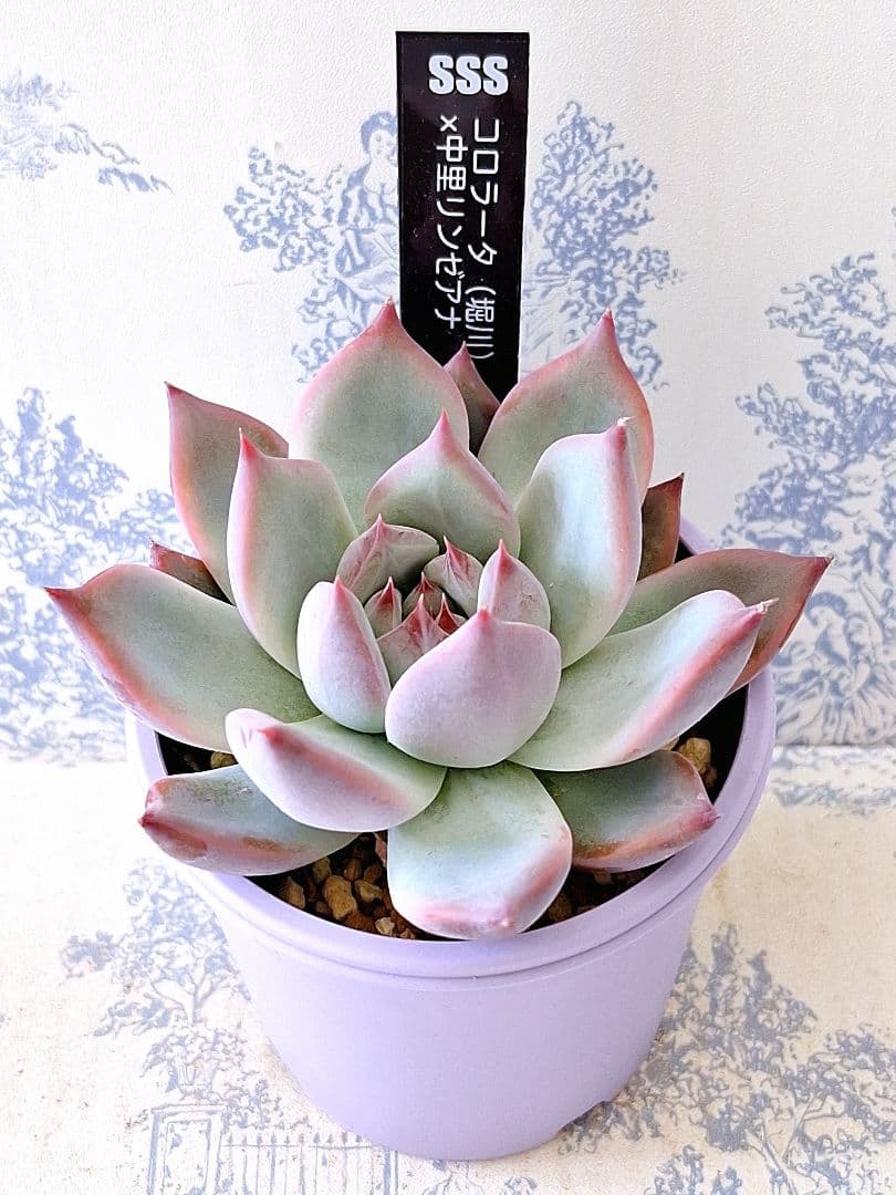 SSSさん苗コロラータ 堀川