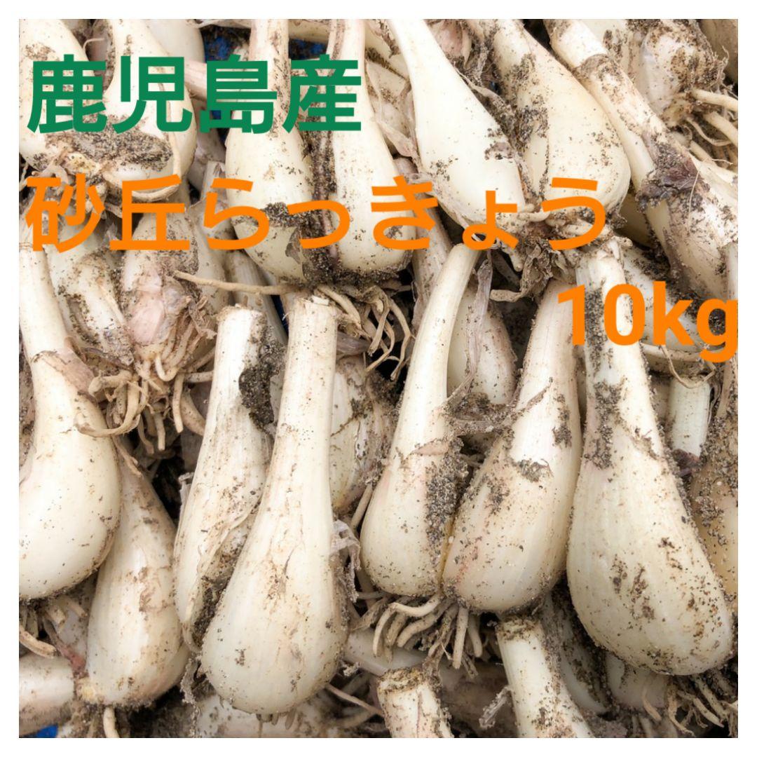鹿児島産砂丘らっきょう 10kg