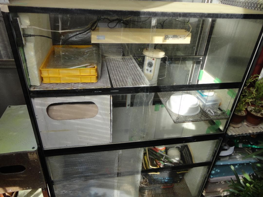 越冬植物等40鉢 まとめて譲渡目立った傷や汚れなし