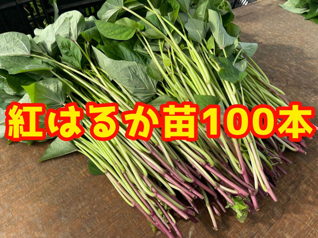 紅はるか苗100本