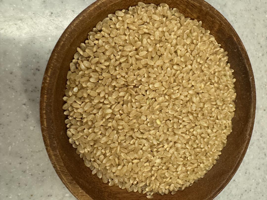 愛媛県産 令和6年度コシヒカリ 10kg 精米