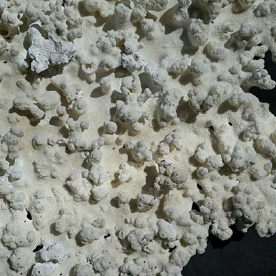特大 飾り 珊瑚 テーブル サンゴ礁 置物 白 海水魚 水槽 レイアウト 特大 飾り 珊瑚 テーブル サンゴ礁 置物 白 海水魚 水槽 レイアウト