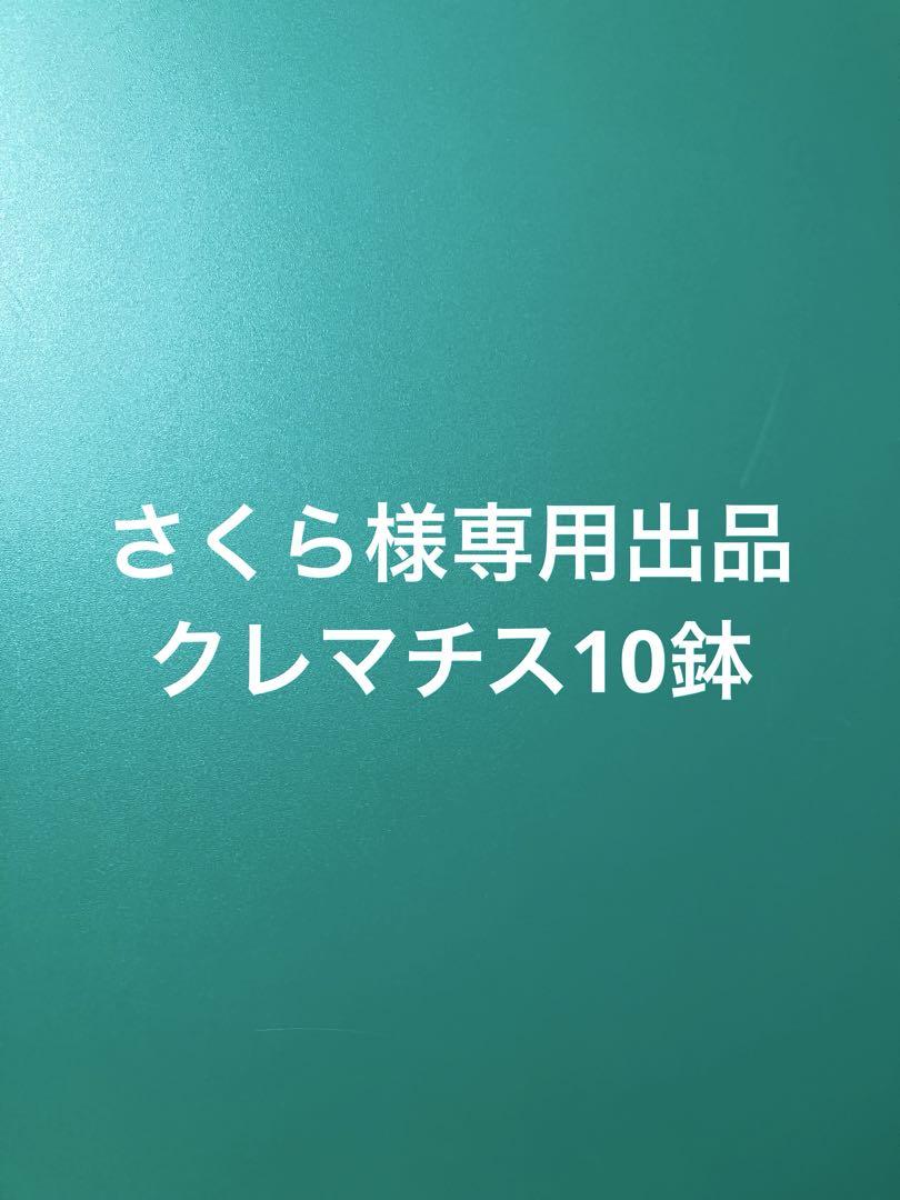 さくら出品　クレマチス10鉢