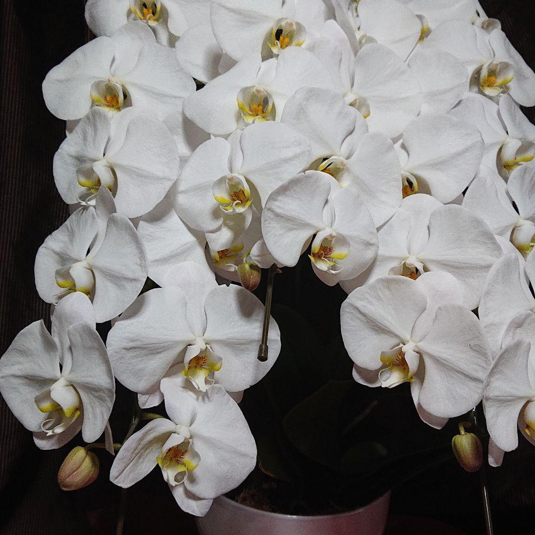 胡蝶蘭 専用箱 uCndh-m72422738685 生花 超特価激安