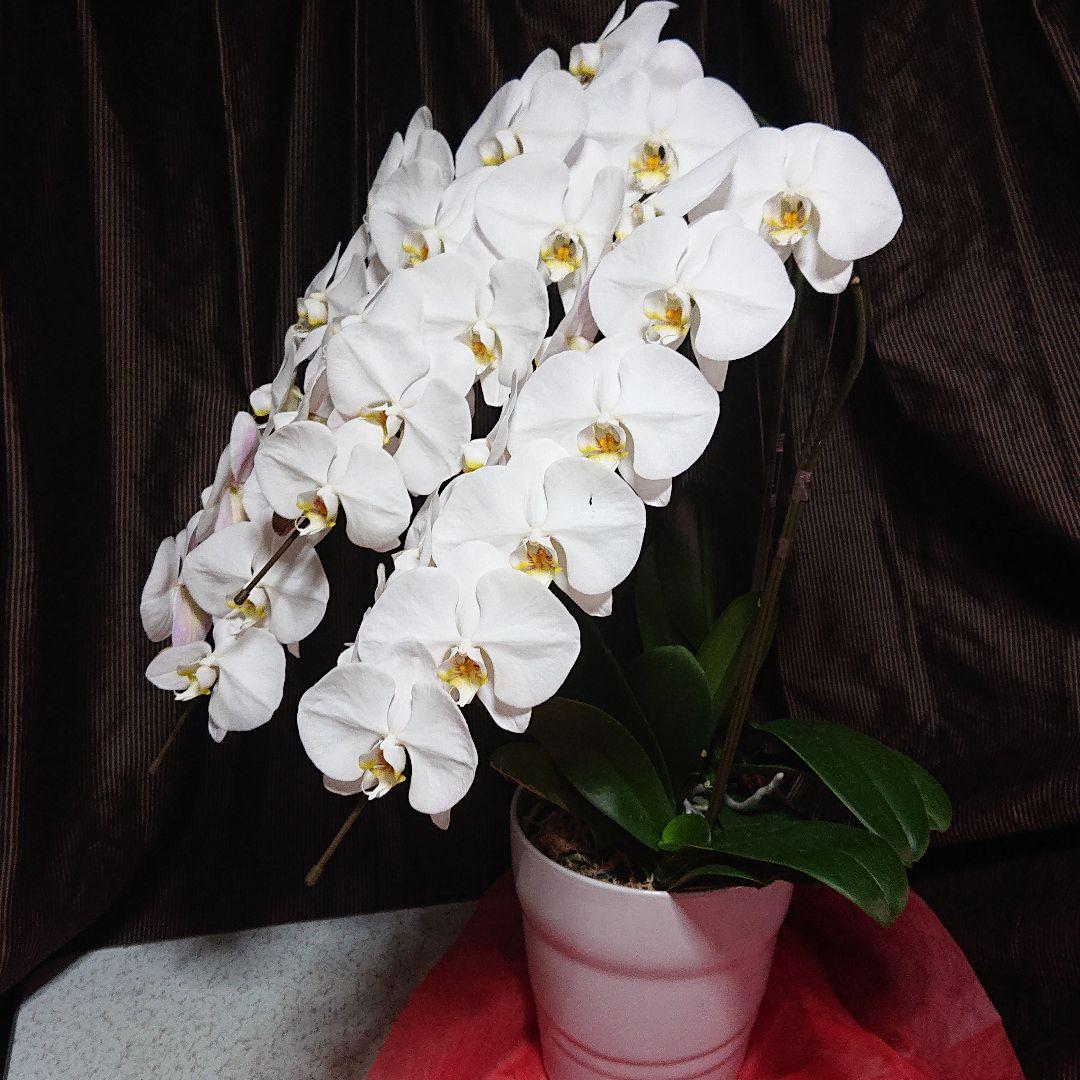 胡蝶蘭 専用箱 uCndh-m72422738685 生花 超特価激安