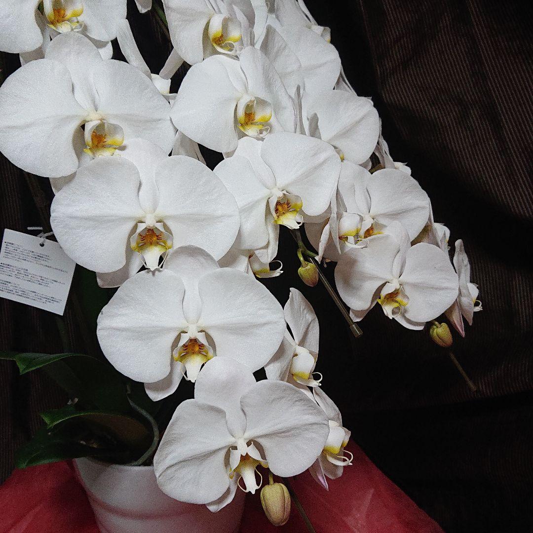胡蝶蘭 専用箱 uCndh-m72422738685 生花 超特価激安
