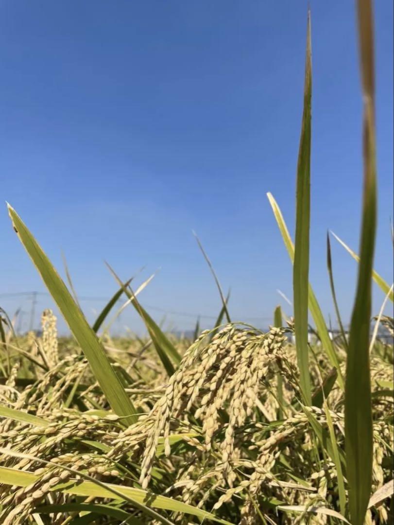 お米ヒノヒカリ 農薬栽培期間中農薬不使用9㎏ 福岡県筑後市