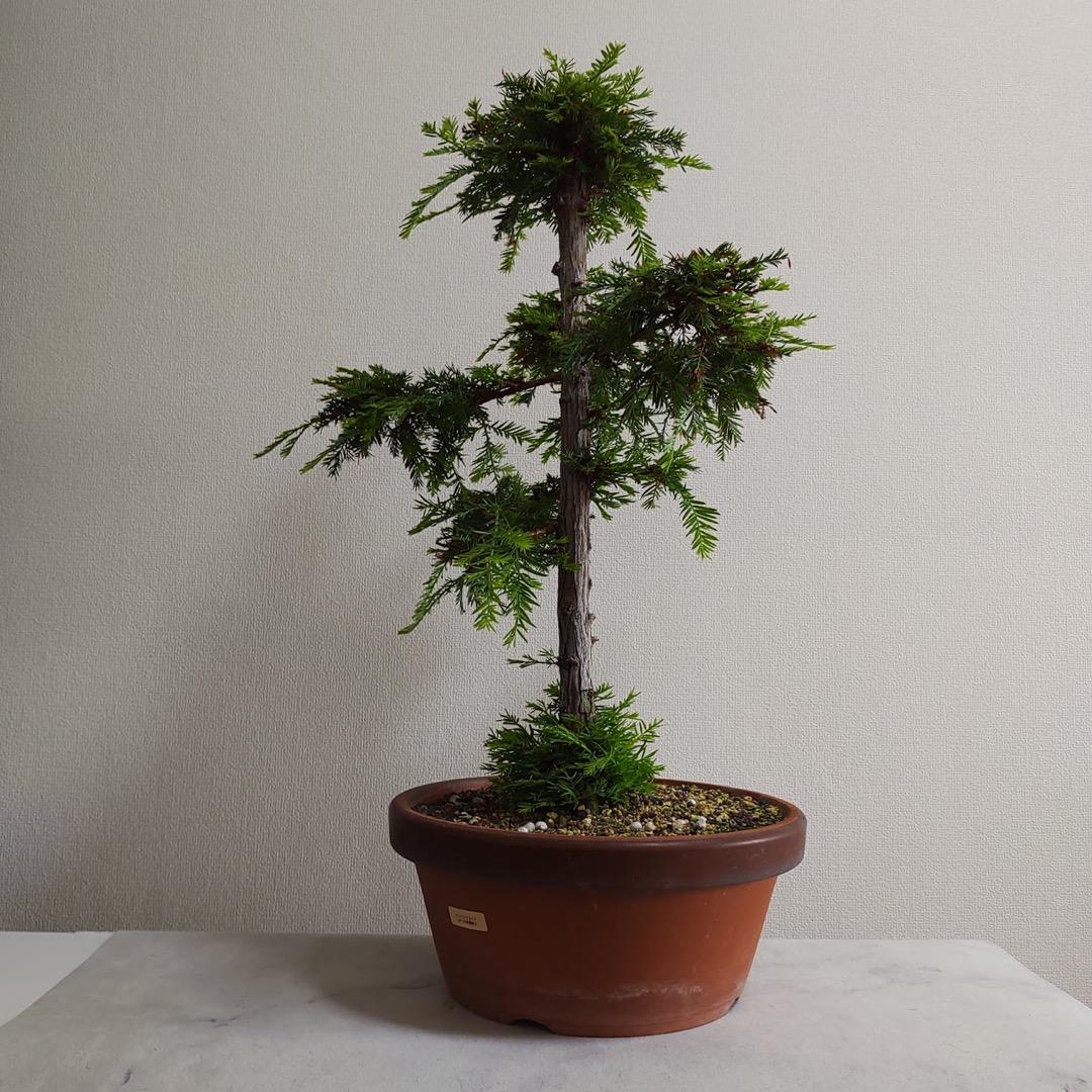 常緑針葉樹 高木