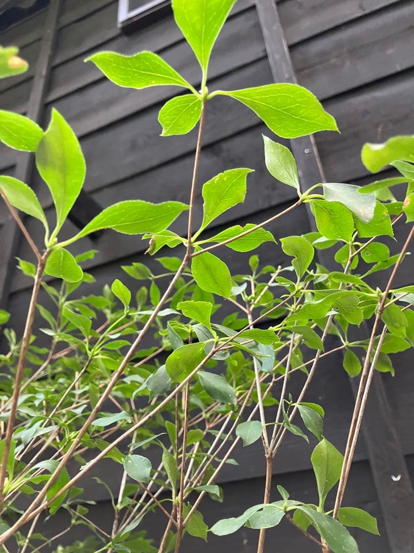 61 山採り ドウダンツツジ新品、♥ YUZUMIYA_COM