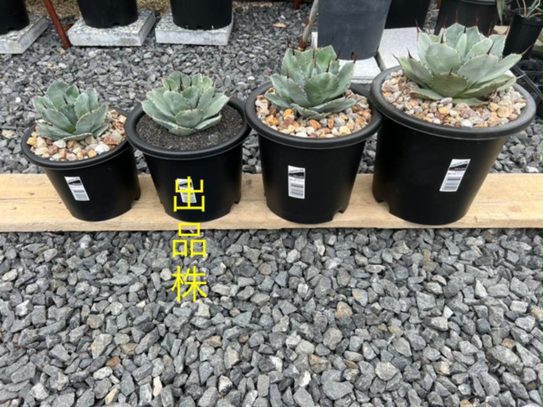 日本最大のブランド 植物/観葉植物 インテリア小物-nomisec.com 日本最大のブランド 植物/観葉植物 インテリア小物-nomisec.com
