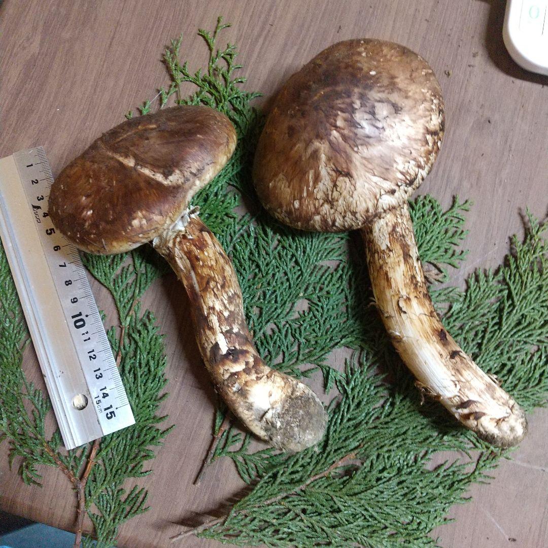 岩手県産 松茸 開け1-8