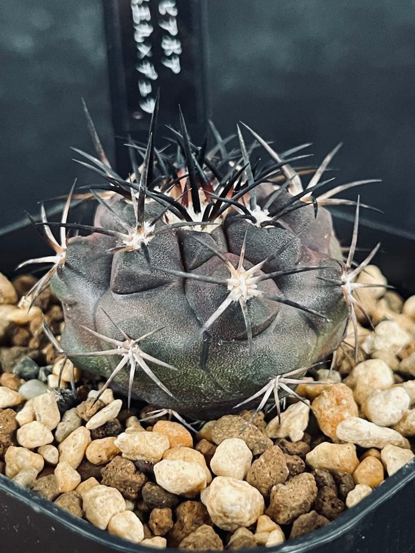 魔天竜 実生 鉢植えメルカリ便送料込み 魔天竜 実生 大株 鉢植え