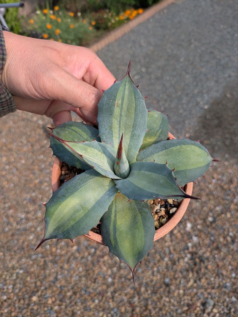 【アガベ】【斑入り】【中サイズ】吉祥天錦