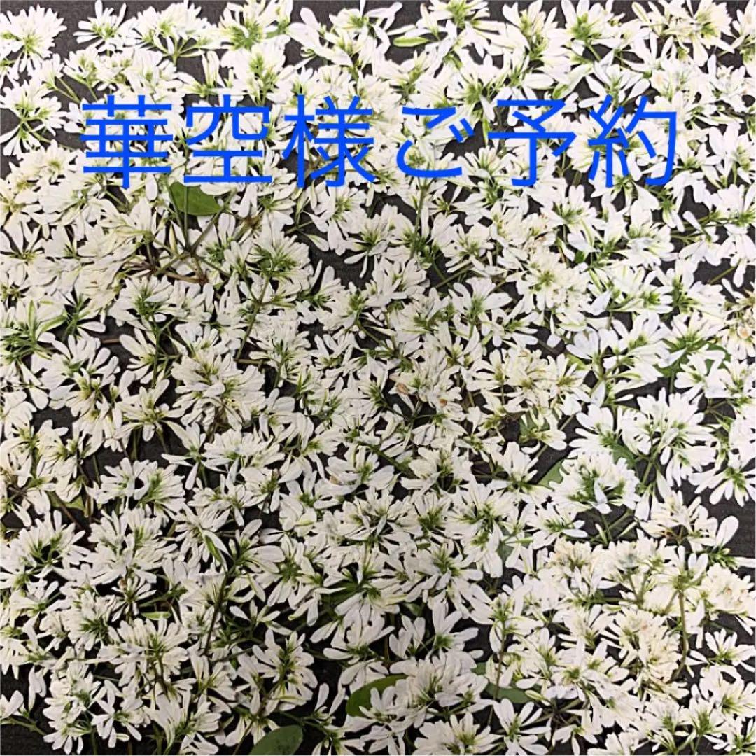 メーカー直販店 押し花素材♪♪ユーフォルビアとレースフラワー♪♪ 安い買取店舗 -www.sippawon.pa-wonosari.go.id メーカー直販店 押し花素材♪♪ユーフォルビアとレースフラワー♪♪ 安い買取店舗 -www.sippawon.pa-wonosari.go.id