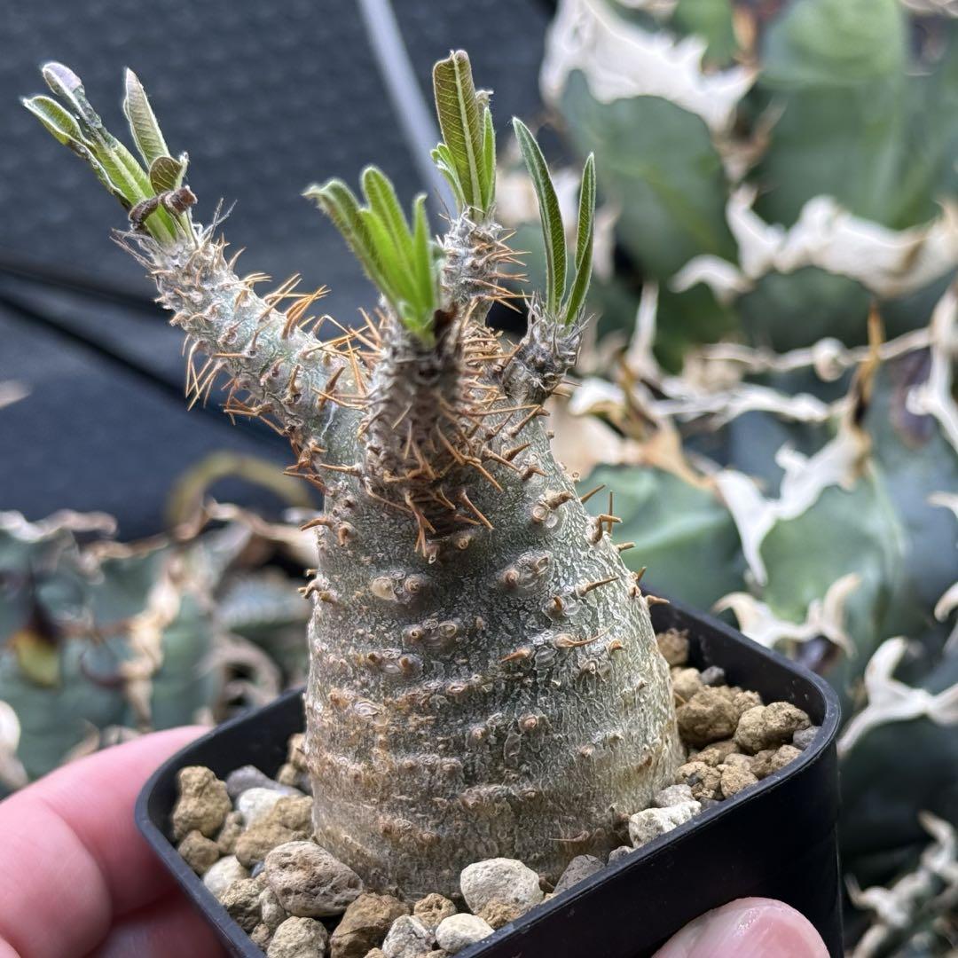 r*n様 メキシコ亀甲竜①　２０センチオーバー　特大株　セラアート丸鉢３３　現品 メキシコ亀甲竜① 特大株 セラアート丸鉢33 特選品 鉢ごと配送