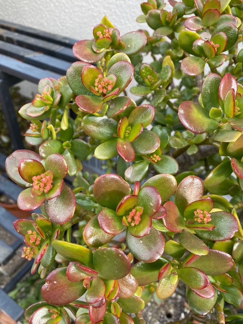 ③金のなる木(花芽付き)極太 ③金のなる木(花芽付き)極太