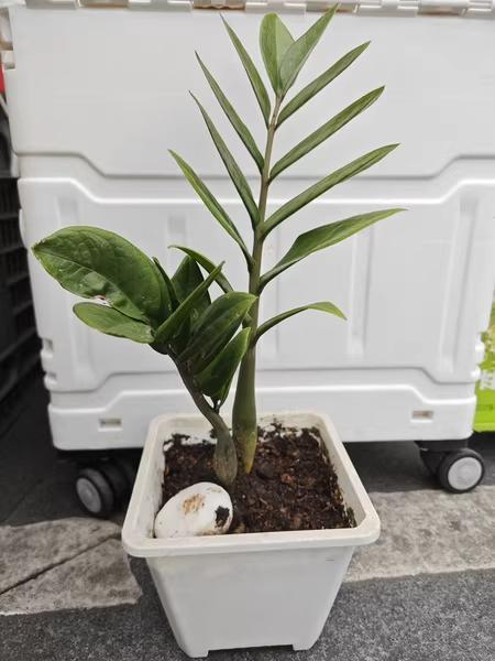 観葉植物 白い鉢 細長い葉