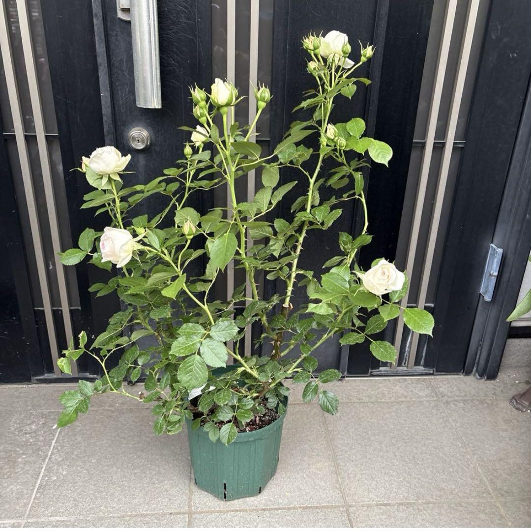 ラスト‼️ピエールドゥロンサール♡7号♡蕾20個以上♡お鉢ごとメルカリ便 5,799円