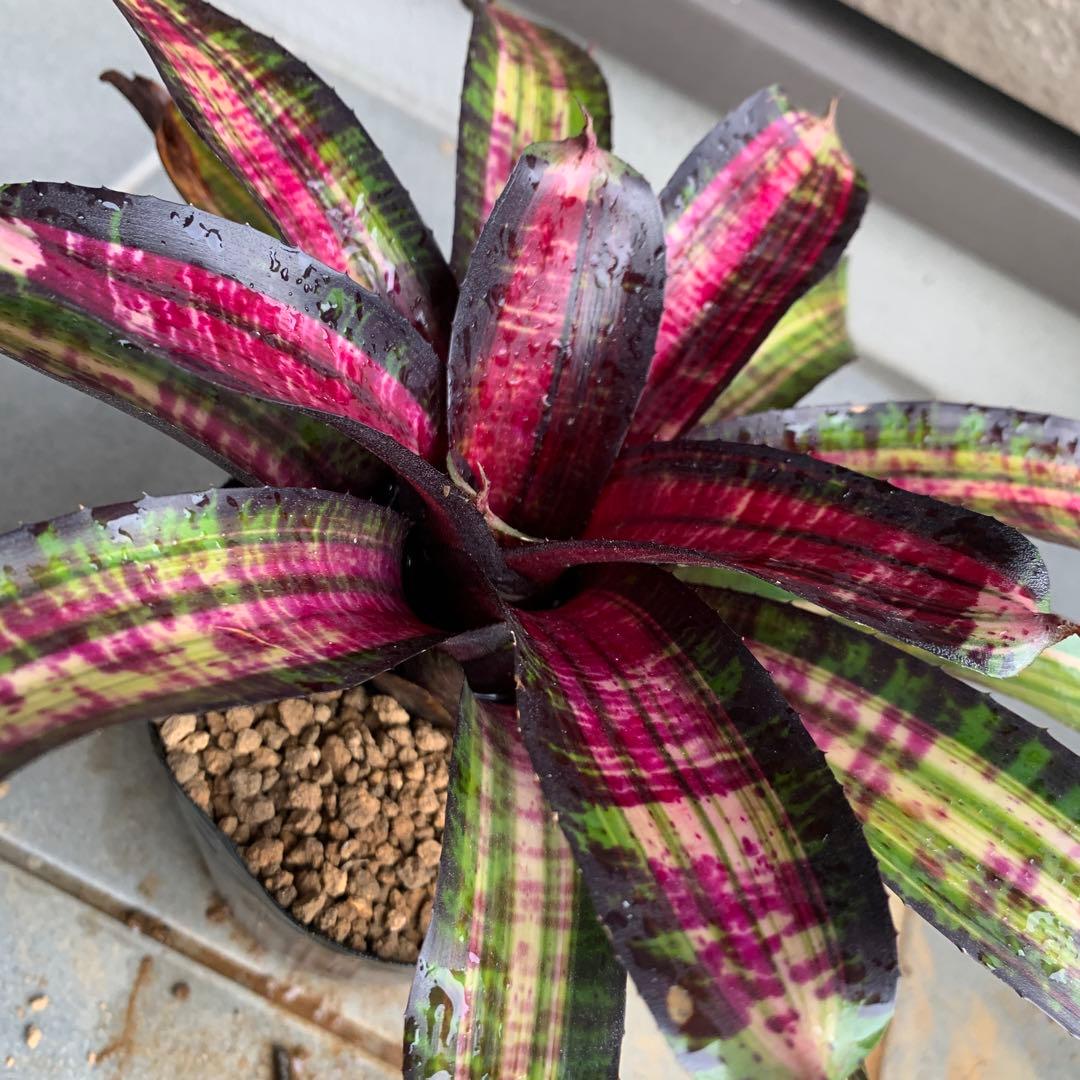 Neoregelia Pressure