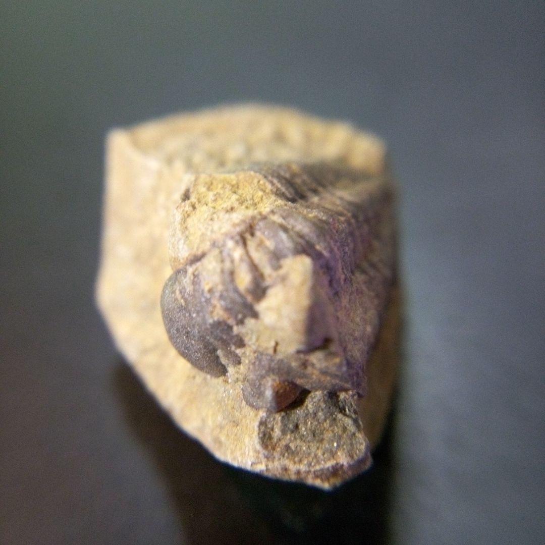 三葉虫　化石　fossil　海　ボリビア産　trilobite　海生動物判別⑦