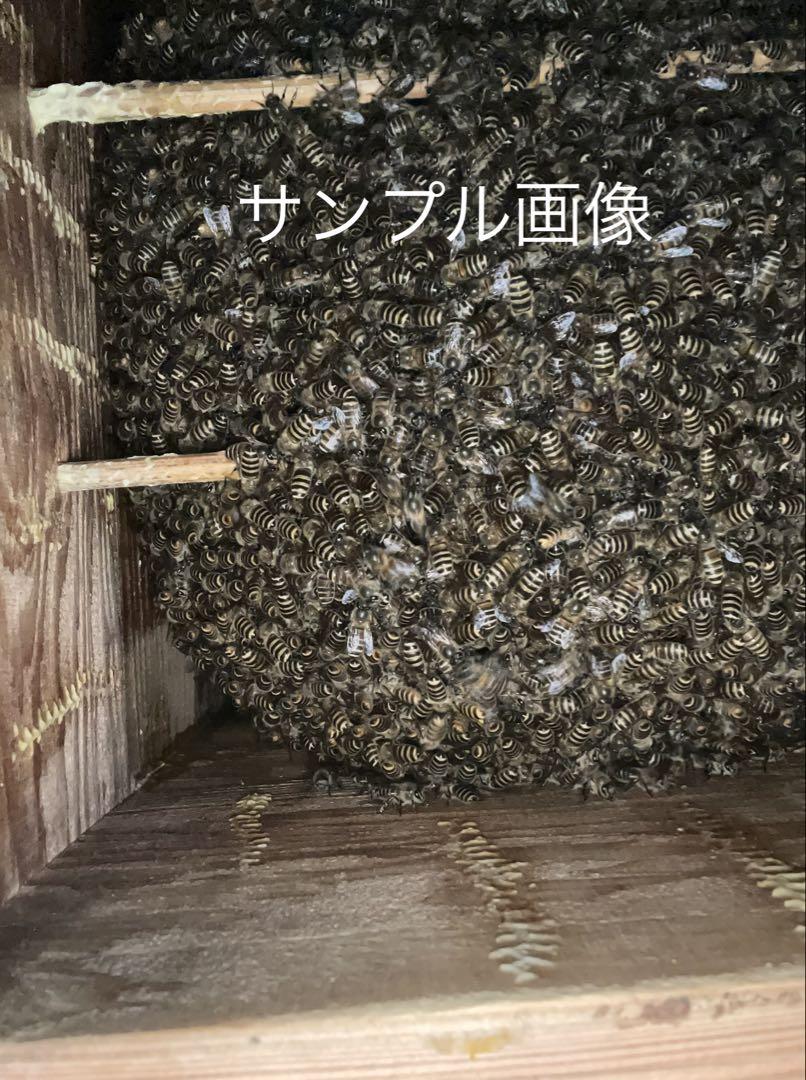 日本蜜蜂重箱式巣箱ハニーズハウス！五段スノコセット！送料無料！