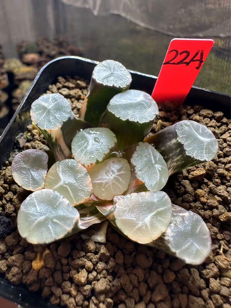 22AAA ハオルチア　多肉植物　オーロラ錦　自家繁殖