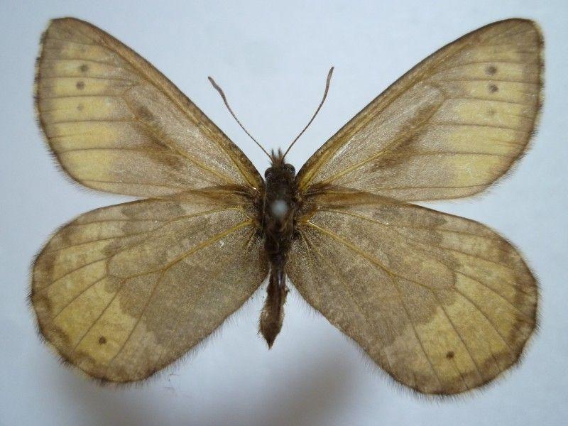 【国産蝶標本】タカネヒカゲ/Oeneis norna/富山県.薬師岳産/43mm