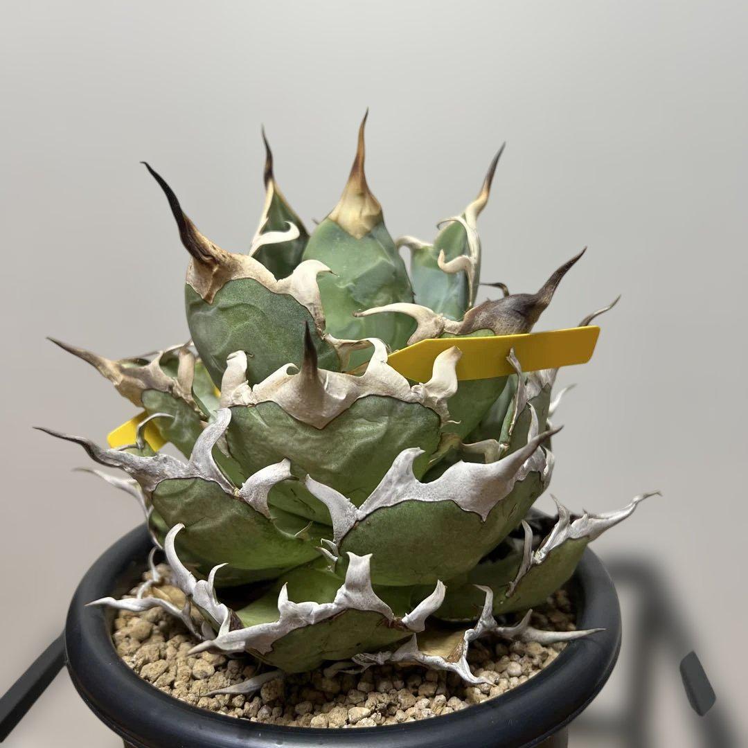 鉢植発送 上血統