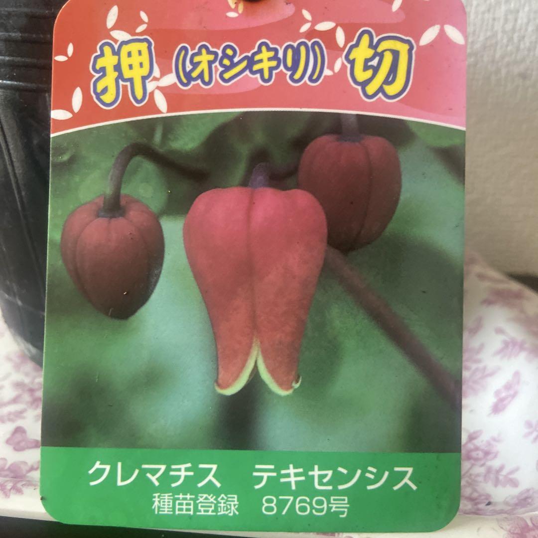クレマチス　押切