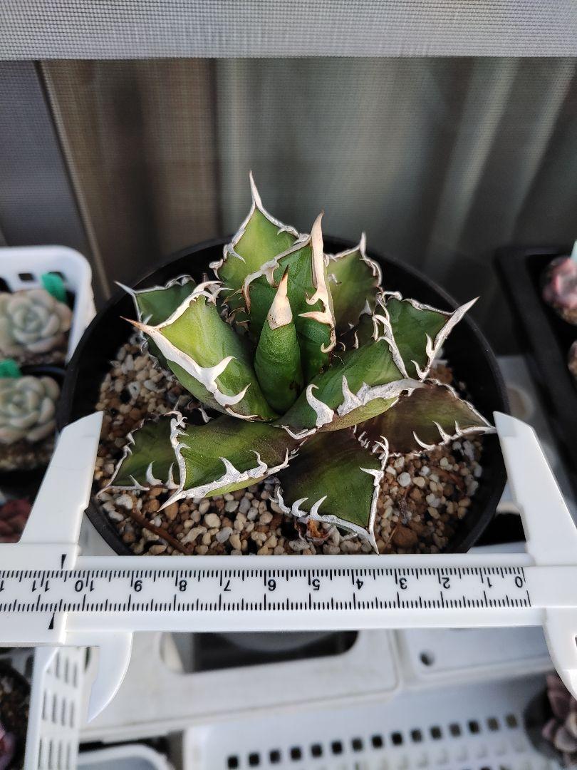 特価新作 多肉植物 レッドキャットウィーズル 発根済み atO2D-m72602139564 アガベ 最安値に挑戦