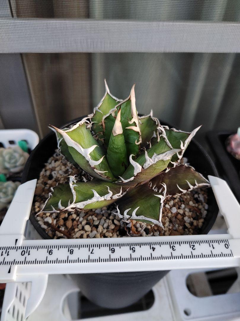 特価新作 多肉植物 レッドキャットウィーズル 発根済み atO2D-m72602139564 アガベ 最安値に挑戦