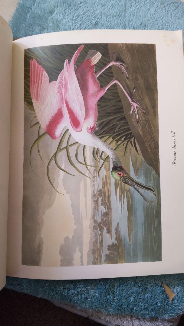 オーデュボン☆BIRDS OF AMERICA　鳥図鑑