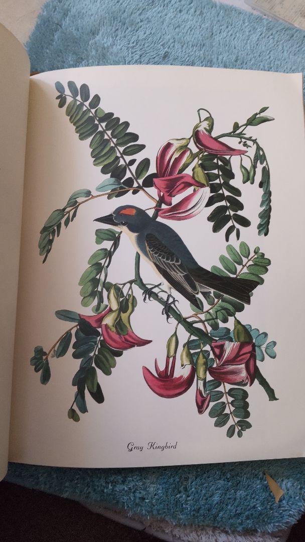 オーデュボン☆BIRDS OF AMERICA　鳥図鑑