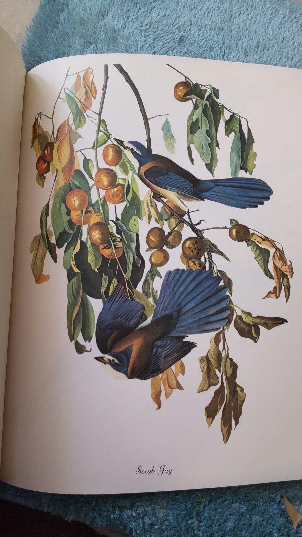 オーデュボン☆BIRDS OF AMERICA　鳥図鑑