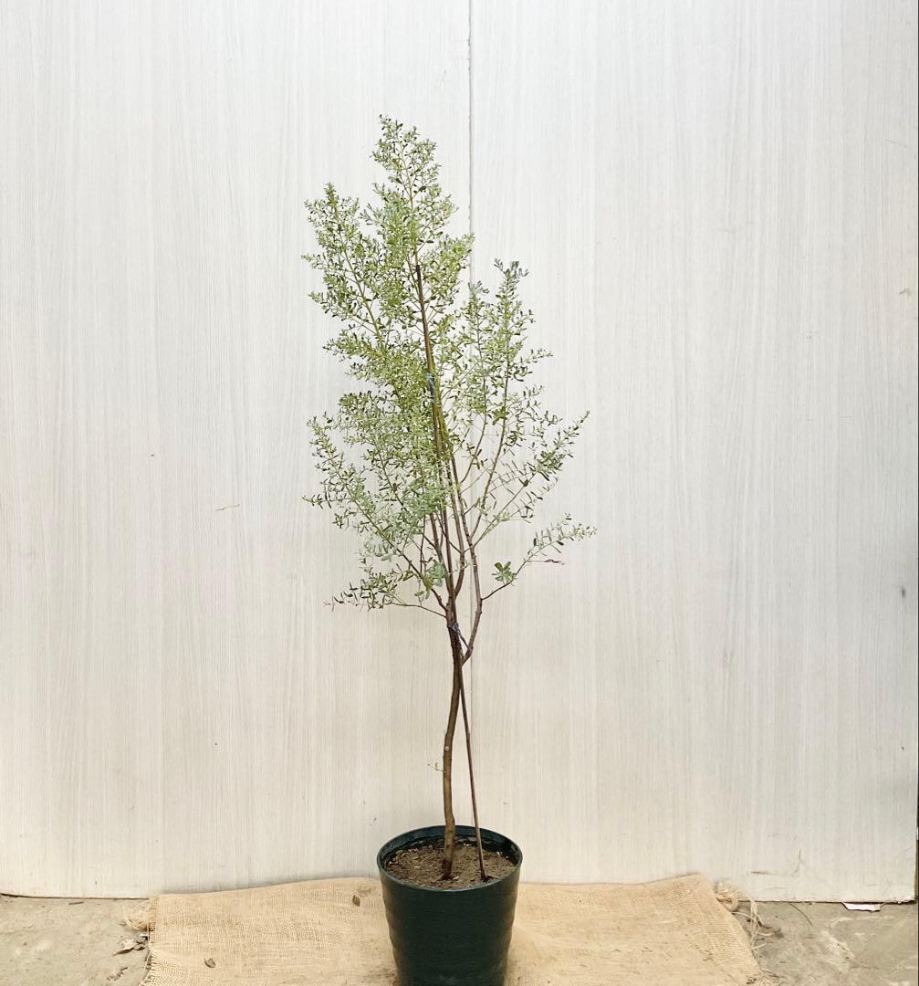 ユーカリ フランスブルーレンガン