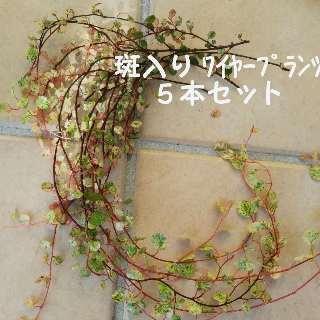 有名なブランド 斑入り ワイヤープランツ フラワー ガーデン Ourfnm Org