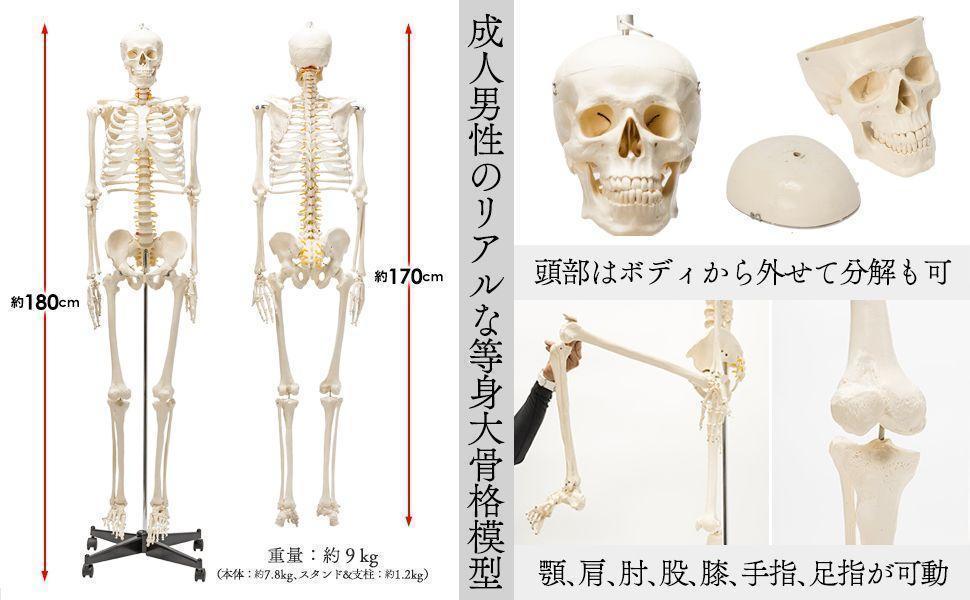 等身大 人体模型 170cm 神経根有り 全身骨格模型 骨格標本 1743 等身大 人体模型 170cm 神経根有り 全身骨格模型 骨格標本 1743