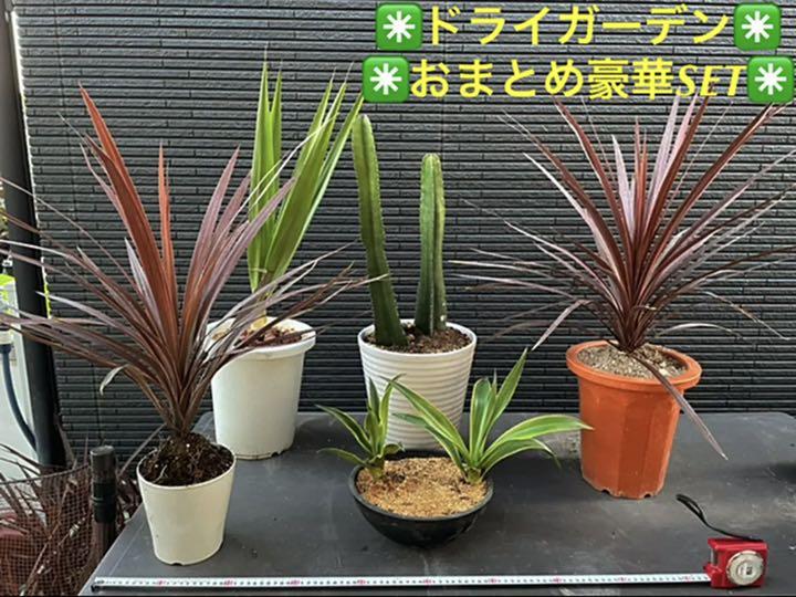 【お1人様1点限り】 【✳️ドライガーデンおまとめ豪華SET(˃̵ᴗ˂̵)✳️】 - 植物/観葉植物