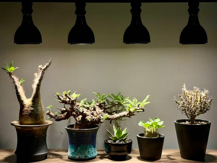 最新のデザイン 植物育成ライト 30w 4000k 3個セット ブラック 蛍光灯 電球 Labelians Fr 最新のデザイン 植物育成ライト 30w 4000k 3個セット ブラック 蛍光灯 電球 Labelians Fr