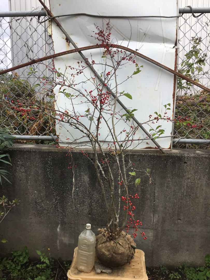 ※ウメモドキ　１６０センチ※