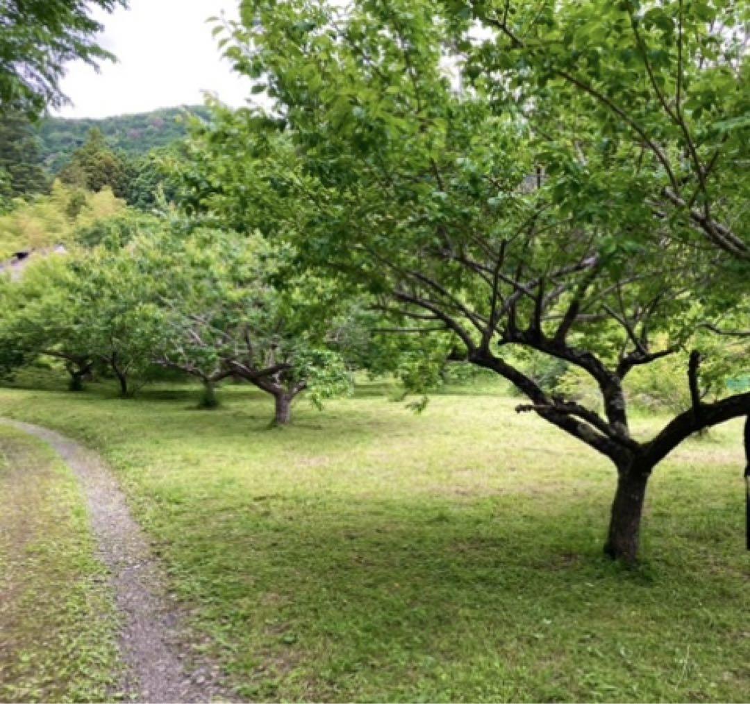 梅干し用　黄熟　梅　Lサイズ　6月下旬発送！　6kg